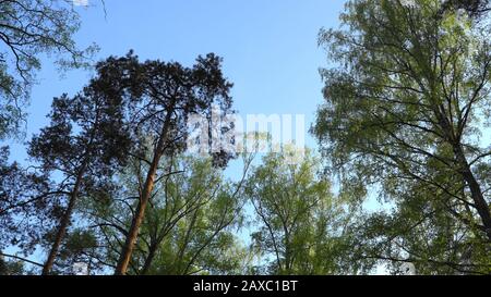 Alberi decidui cime e conifere cime alberi contro uno sfondo blu cielo. La scena della stagione primaverile. Vista panoramica della foresta mista assottigliata dal basso verso l'u Foto Stock