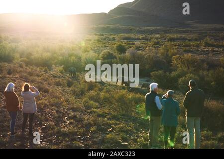 Safari tour di gruppo guardando gli elefanti nella soleggiata prateria del Sud Africa Foto Stock