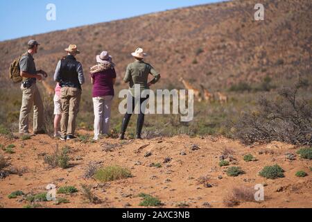 Safari tour gruppo guardando giraffe a distanza Sud Africa Foto Stock