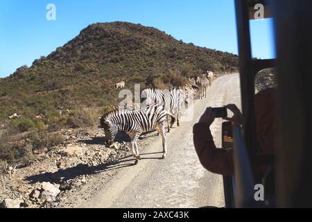 Safari veicolo di guida con zebre sulla strada soleggiata Sud Africa Foto Stock