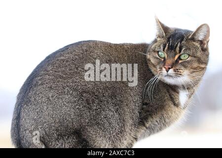 Cleo catra, granaio gatto con personalità Plus Foto Stock