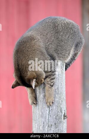 Cleo catra, granaio gatto con personalità Plus Foto Stock