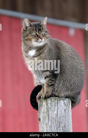 Cleo catra, granaio gatto con personalità Plus Foto Stock