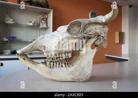 Cranio di una mucca, usato in classe biologica Foto Stock