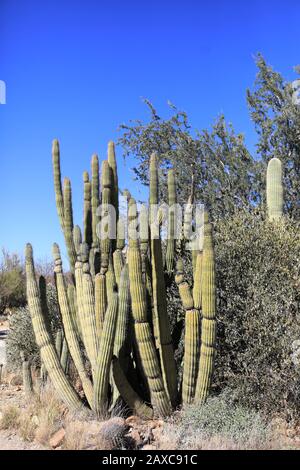 Il Cactus Organo Tubo, Pitaya Dulce Foto Stock