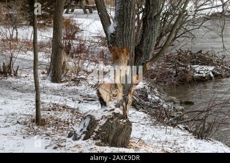 Albero Masticato Beaver nel parco Foto Stock