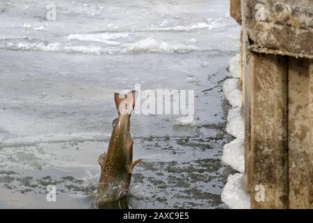 Libera il pesce nel lago dal vivaio Foto Stock