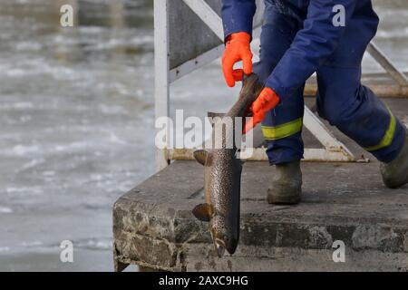 Libera il pesce nel lago dal vivaio Foto Stock