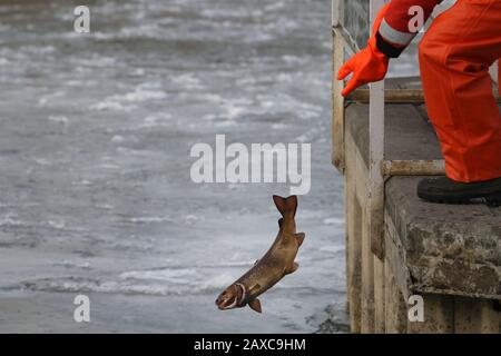 Libera il pesce nel lago dal vivaio Foto Stock