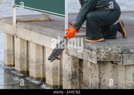 Libera il pesce nel lago dal vivaio Foto Stock