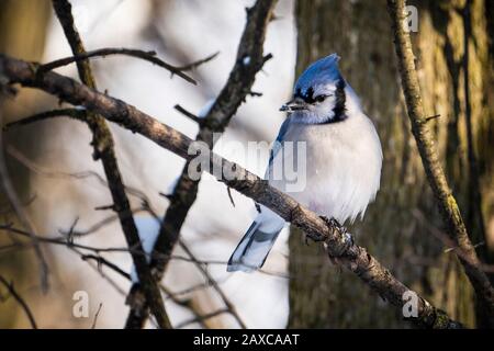 Blue Jay appollaiato in un albero vicino a un alimentatore di uccelli durante l'inverno. Foto Stock