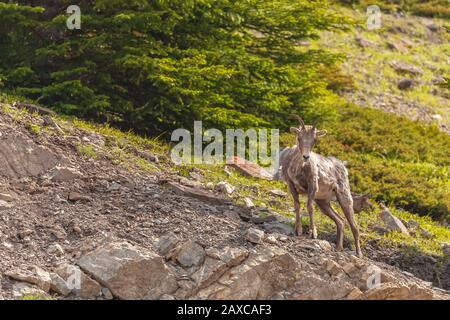 Pecora di bighorn femmina (Ovis canadensis canadensis) sul pendio roccioso della montagna, Parco Nazionale di Banff, Alberta, Canada. Foto Stock