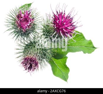 Teste di fiori di burdock prickly isolato su sfondo bianco. Foto Stock