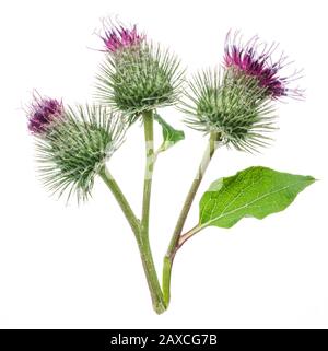 Teste di fiori di burdock prickly isolato su sfondo bianco. Foto Stock