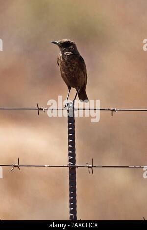 Anteater-chat meridionale (Myrmecocichla formicivora) femmina o immaturo arroccato su recinto post Namaqualand, Sudafrica novembre Foto Stock