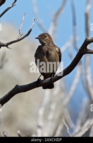 Anteater-chat meridionale (Myrmecocichla formicivora) femmina o immaturo arroccato sulla diramazione sud occidentale Capo, Sud Africa novembre Foto Stock