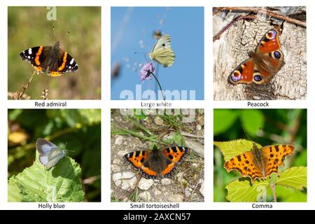 Immagine composita di farfalle giardino comune nel Regno Unito Foto Stock