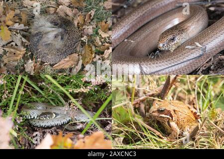 Immagine composita di specie animali da giardino nel Regno Unito Foto Stock