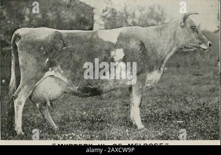 Il Journal of the Department of Agriculture, Victoria. 1^ Mandria Di Vincite Premio Emilk pesante ^e Burro pro-ducing Ceppi* GIOVANI TORI E GIOVENCHE PER LA VENDITA.. MISTERO VI. DI MELROSE. ISPEZIONE SU APPUNTAMENTO. WlLMflM WOODflSON, dit MALVERN, MELBOURNE, Vic. Giornale di Agricoltura. Victoria. [Lo Maggio, 191; Foto Stock