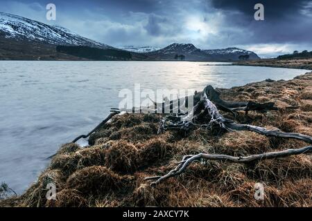 Un vecchio ceppo di alberi sulle rive del Loch Droma, vicino a Ullapool, Wester Ross, Highlands scozzesi Foto Stock