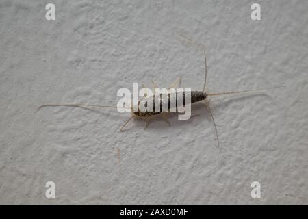 su una parete bianca striscia un insetto di pesce di carta marrone Foto Stock