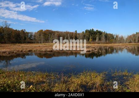 Marsh in autunno Foto Stock