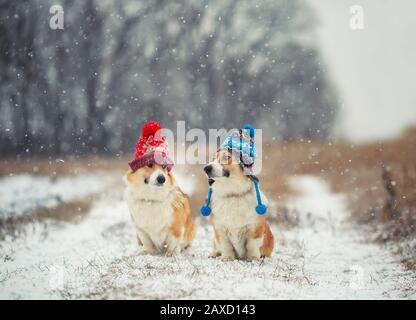 Due simpatici cuccioli di cane di Corgi si siedono nel Parco in divertenti cappelli caldi lavorati a maglia in una giornata invernale innevata e si guardano l'uno all'altro Foto Stock