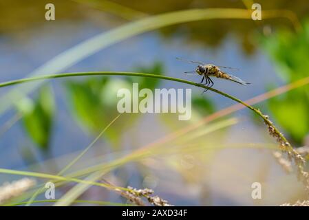 4-spotted chaser, Libellula quadrimaculata, libonfly su un gambo di canna Foto Stock