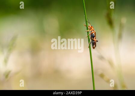 Macro di un soldato rosso scarabeo, Rhagonycha fulva, su un gambo di canna Foto Stock