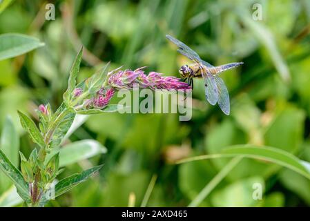 Quattro chier macchiati, Libellula quadrimaculata, libellula su un fiore viola Foto Stock