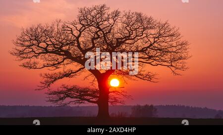 Quercia silhuette con tramonto rosso all'orizzonte, panorama Foto Stock