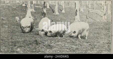 Il Journal of the Department of Agriculture, Victoria. FIG. 22. VORRSniRE .SOW AURUM ... FIG. 23. MIDDLE YORKSHIRES VICTTIKIAX FRED. Foto Stock