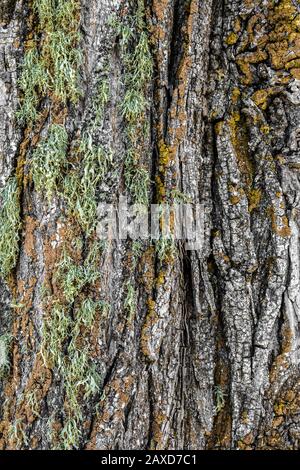 Bella trama di corteccia di albero di muschio. Sfondo naturale. Foto Stock