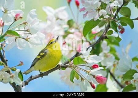 Warbler alato blu nell'albero di mele in fiore Foto Stock