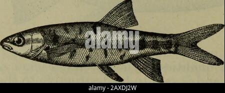 Pesci del Parco Nazionale di Yellowstone con Descrizione Delle Acque del Parco e Note sulla pesca . Fig. 15.-Longa asso. Lago e Witch Creek e anche a Gardiner River sotto Osprey, Undine, E Rustic Falls. 16. Dusky Dace (Agosia Nubila). Il piccolo dace dusky, raramente oltre 3J pollici di lunghezza, è estremamente abbondante e ampiamente distribuito nel bacino del fiume Columbia. Poll. Fig. 16.- Dusky Dace. Il parco è stato registrato da Heart Lake e Witch Creek.It è utile come cibo per pesci più grandi e come esca per la trota. O Foto Stock