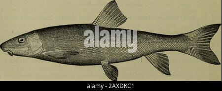 Pesci del Parco Nazionale di Yellowstone con Descrizione Delle Acque del Parco e Note sulla pesca . Fig. 10.-Blob. È noto anche dal Firehole sotto le cascate. La presenza di thisfish nel fiume Gibbon sopra le cascate è un freak nella distribuzione thathas non è stato spiegato. Il blob è probabilmente giustamente accusato di essere distruttivo per le uova di altri pesci e sembra essere di littleuse, a meno che possibilmente come esca per trota grande. Può essere preso con il gancio baged dell'asmall. Raggiunge una lunghezza di 5 pollici. 11. Longnose Sucker (Catostomus Catostomus). Questa specie è di ampia distribuzione naturale Foto Stock