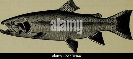 Pesci del Parco Nazionale di Yellowstone con Descrizione Delle Acque del Parco e Note sulla pesca . nior autori note di luglio, 1919. Il lago Grebe, Blacktail Deer Creek, Madison, Firehole e Little Firehole Riversall contengono trote arcobaleno. Con riferimento all'ultimo torrente chiamato in1897, il sovrintendente del parco scrisse che molti buoni speci-Mens erano stati presi vicino alla sua fonte, per cui non poteva tenere conto, come sembrava impossibile per qualsiasi pesce salire le cascate inferiori del TILittle Firehole. A. H. Dinmore riferisce il pesce della Torre Creeksoprastante le cascate. Molte persone che hanno avuto esperienza in Foto Stock
