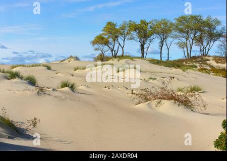 dune di sabbia, alberi giovani sulla sabbia del mare Foto Stock