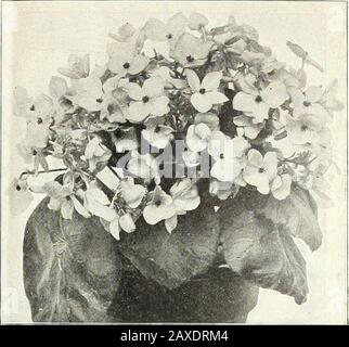 Listino prezzi all'ingrosso di Dreer : 1905 bulbi piante semi di fiori e vegetali stagionabili, fertilizzanti, utensili, ecc. DIFFENBACHIA BEGONIA GLOIRE DE LORRAINE CLEROENDRON. Balfouri. Pentole da 3 pollici, 1,00 USD per dozzina; 8,00 USD per loo Clivia. (Imantophyllum.)Miniatum. Pentole da 6 pollici, 50 cts. Ciascuna; 5,00 USD per doz. Pensioni Costns Zebra. Una pianta di stufa graziosa, con fogliame scuro-verde grande e darkerstrips. 1 dollaro ciascuno. Curmeria Wallisii. Una bella pianta di stufa ornamentale, con fogliame 5 pollici longby 2 a 2]^ pollici di larghezza, di un ricco, verde profondo, irregolari blottato con verde giallastro pallido. 35 eac. cts Foto Stock