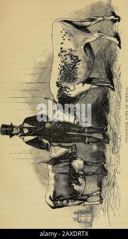 Prodotti animali; . tickated ox. (Cfr. Pag. 85.) il Devon è una razza di medie dimensioni, generalmente di colore rosso brillante, peculiare del sud dell'Inghilterra. Hanno fatdieci più veloce, andwith meno cibo che la maggior parte degli altri bovini, e la loro carne è eccellente.(Vedi Devon Yearling Heifer, p. 119.) Il Hereford oxen sono molto più grandi del Devon, e di rosso adarker; alcuni sono di colore giallo scuro, e alcuni brindled; Theygenerally hanno facce bianche, bellies e throats faten per amuch più peso che i Devons. (Vedi pag. 87.) la Jersey o Alderney è una piccola razza delicata comune nelle Isole del canale; sono in ge Foto Stock