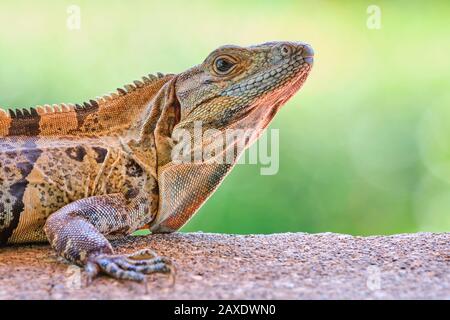 Un primo piano di Costa Rica iguana nero appoggiato su una sporgenza, con la testa alta. Foto Stock