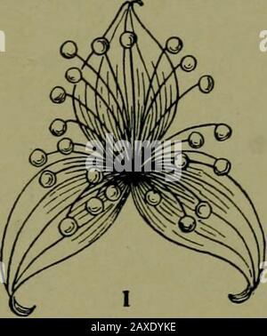 Piante e loro vie in Sud Africa . Foto Stock