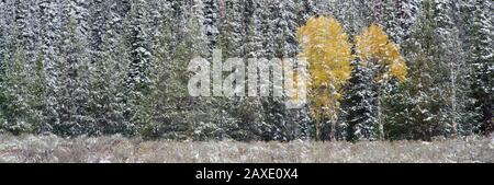 Alberi Di Pino In Una Foresta, Grand Teton National Park, Wyoming, Stati Uniti Foto Stock