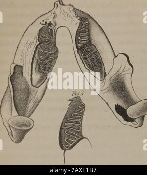 Ricerche mediche e fisiche, o, memorie Originali in medicina, chirurgia, fisiologia, geologia, zoologia, e anatomia comparata. Lunghezza diagonale est, quattordici e mezzo pollici. Un esemplare del Museo della So-cietà Filosofica, della mascella superiore, assomiglia quasi a quello rappresentato dalla fig. 1st. Un dente di elefante fossile è stato recentemente presentato alla Aca-demia di Scienze naturali, con una porzione del cranio, dal canale Santee, S. C, con una disposizione di smaltelalquanto notevole. Lo smalto, invece di essere variamente a "ar" in piastre distinte, è continuo, passando da una piastra all'altra, Foto Stock