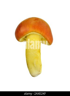 Primo piano di Amanita Caesarea Mushrooms, noto anche come Caesars Mushroom isolato su bianco. In Francia conosciuto come Roi de Champignons. Foto Stock