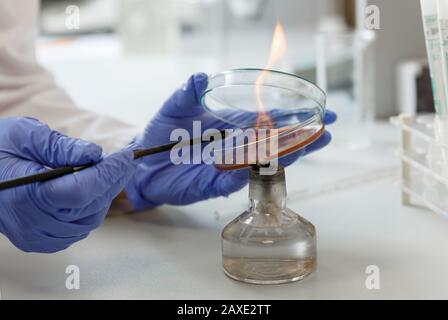 L'assistente di laboratorio analizza il campione di batterio utilizzando apparecchiature mediche in una clinica di batteriologia. Concetto medico microbiologico Foto Stock