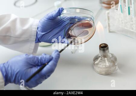 L'assistente di laboratorio analizza il campione di batterio utilizzando apparecchiature mediche in una clinica di batteriologia. Concetto medico microbiologico Foto Stock