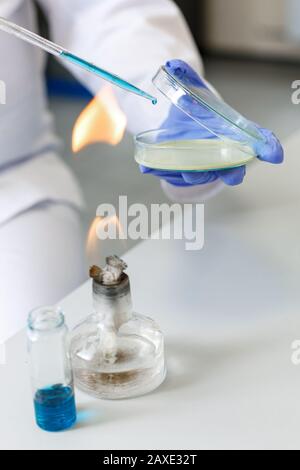 L'assistente di laboratorio analizza il campione di batterio utilizzando apparecchiature mediche in una clinica di batteriologia. Concetto medico microbiologico Foto Stock