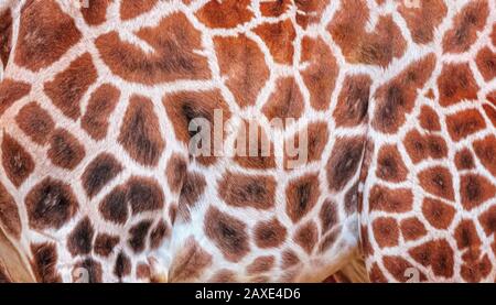 Modello naturale di pelliccia di giraffe in dettaglio. Pelle di giraffe, giraffa. È un mammifero africano artiodattile, foto della fauna selvatica in safari. Foto Stock