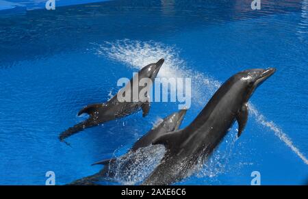 Spettacolo di Delfini in Ushaka Marine World Africa Durban Foto Stock